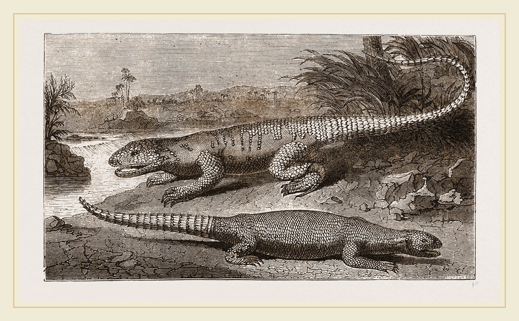 Detail of Common Stellio and Spine-footed Stellio by Anonymous