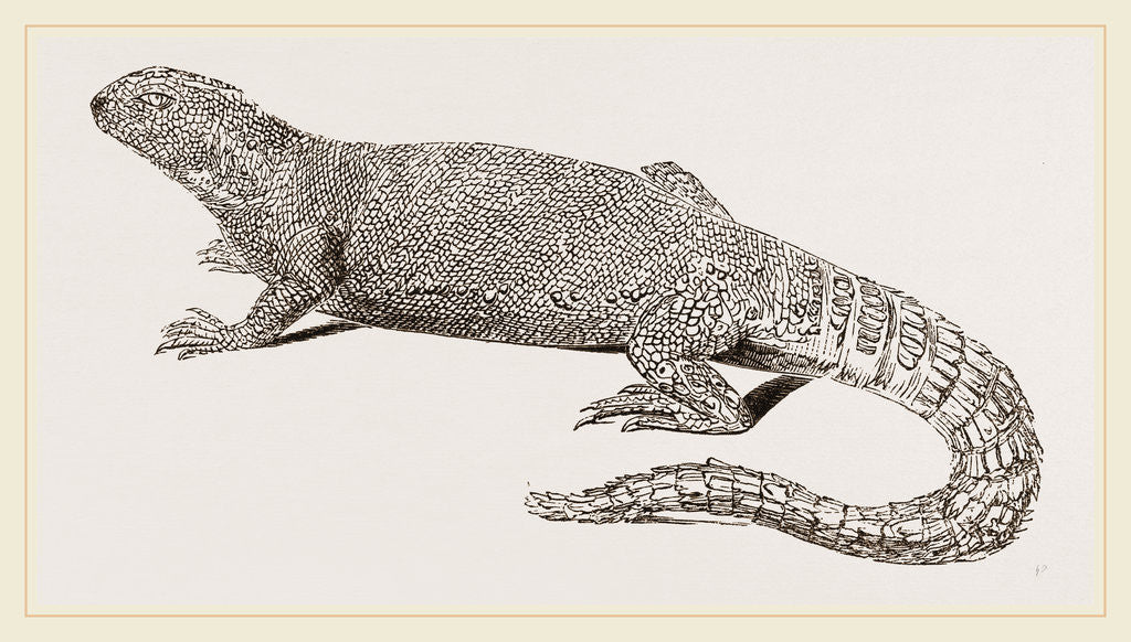 Detail of Spine-footed Stellio by Anonymous