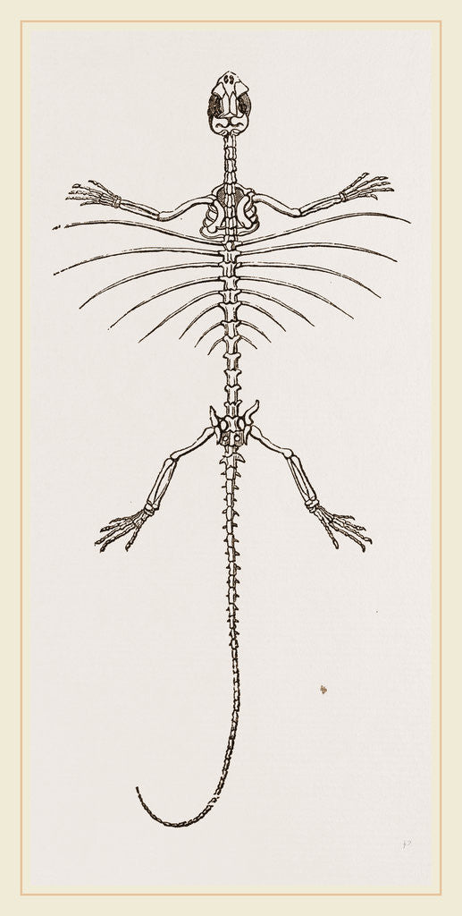 Detail of Skeleton of Fringed Dragon by Anonymous