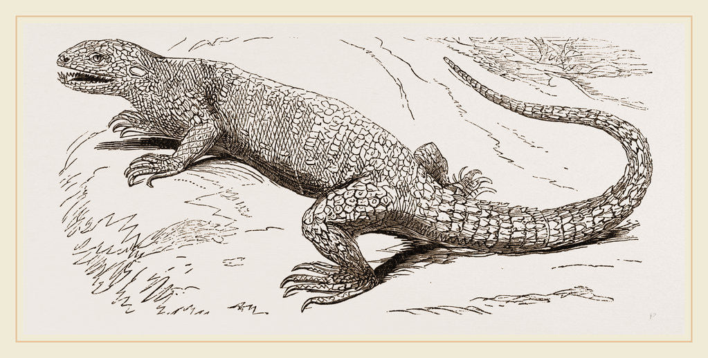 Detail of Common Stellio by Anonymous