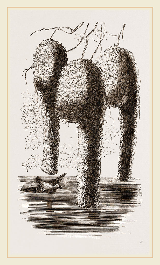Detail of Nests of Pensile Weaver Birds by Anonymous
