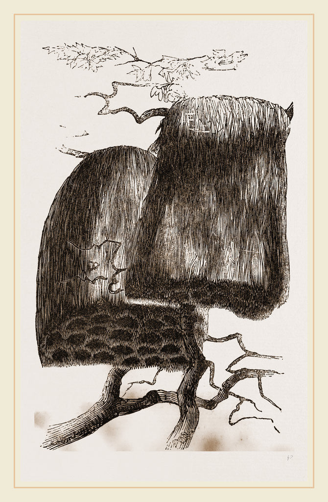 Detail of Nests of Sociable Weaver Birds by Anonymous