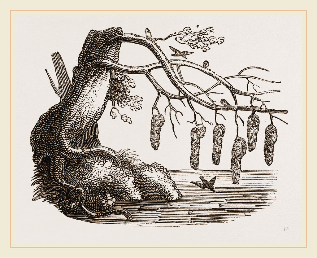 Detail of Nests of Pensile Weaver-Birds by Anonymous