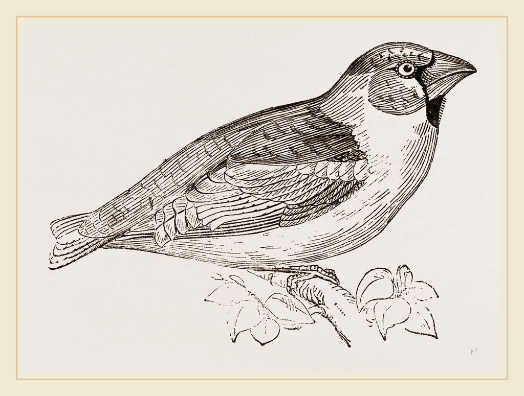 Detail of Hawfinch by Anonymous