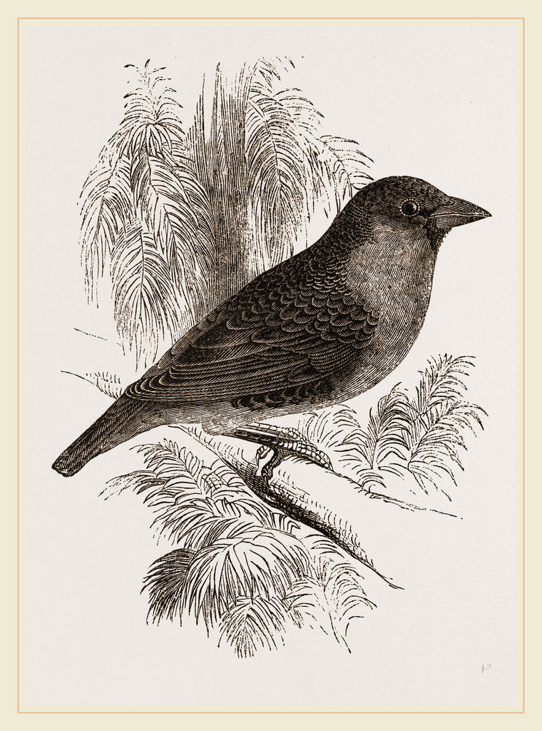 Detail of Sociable Weaver-Bird by Anonymous