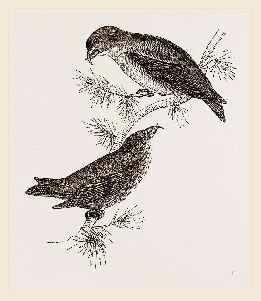 Detail of Crossbills by Anonymous