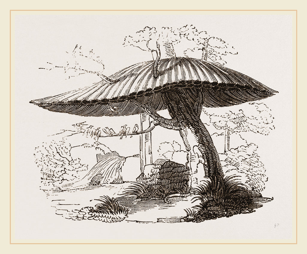 Detail of Nests of Sociable Weaver-Birds by Anonymous