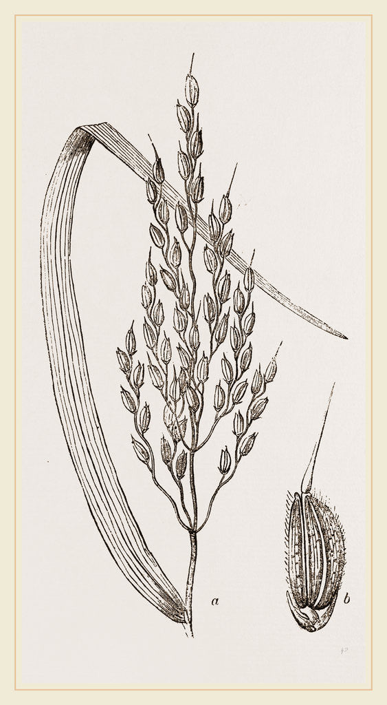 Detail of Panicle of the Rice-plant by Anonymous