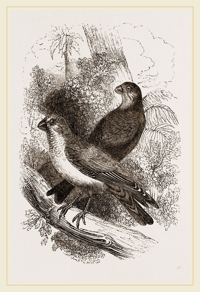 Detail of Thick-billed Bullfinches by Anonymous