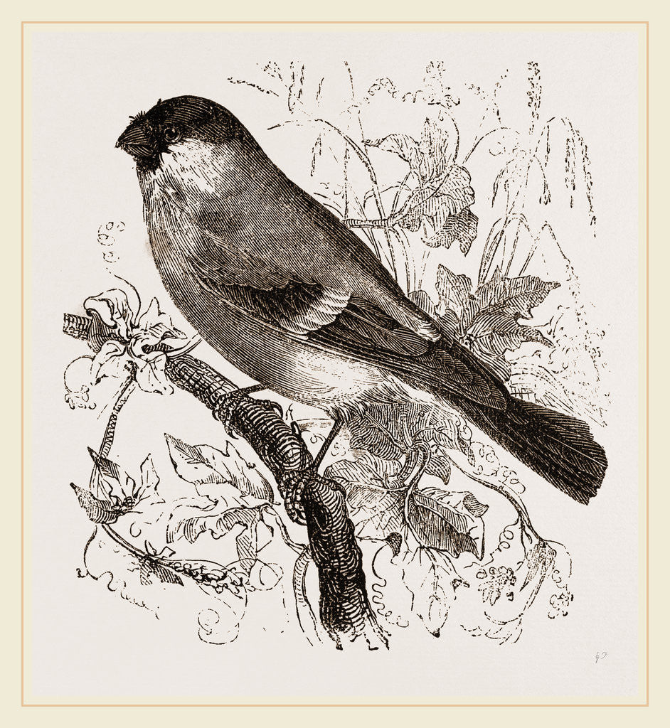 Detail of Bullfinch by Anonymous