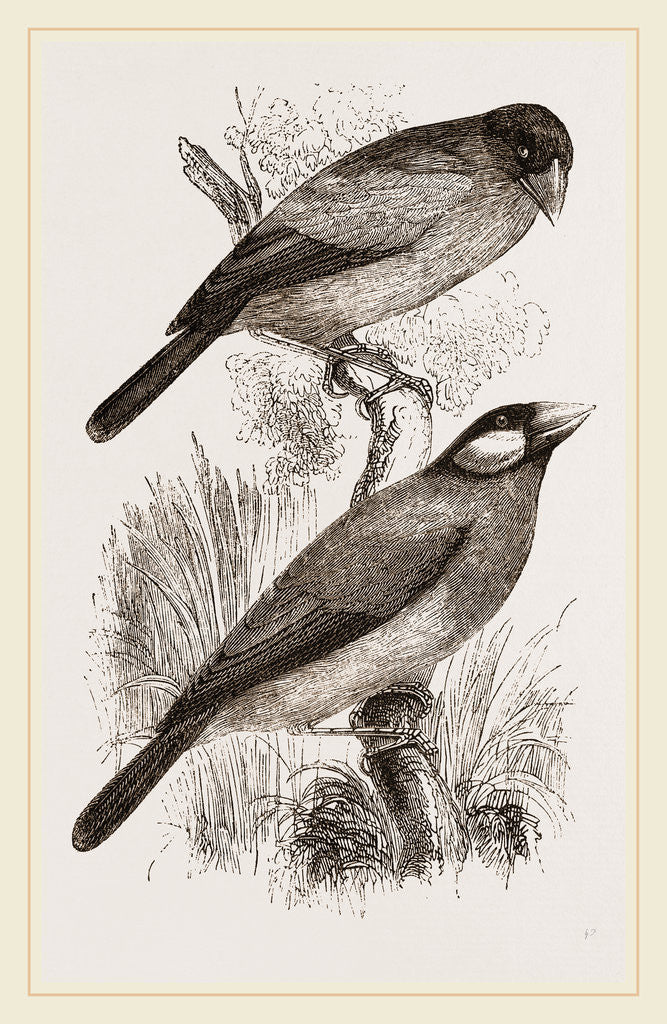 Detail of Crossbills by Anonymous