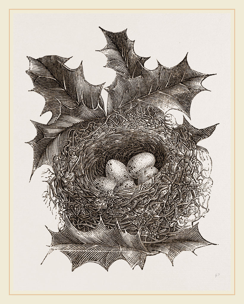 Detail of Nest of Greenfinch by Anonymous