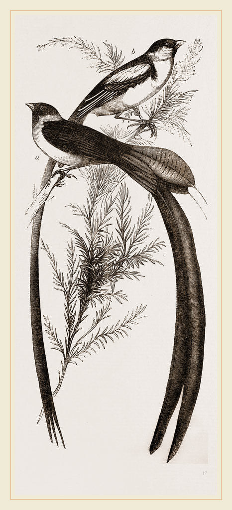 Detail of Whidah Birds by Anonymous