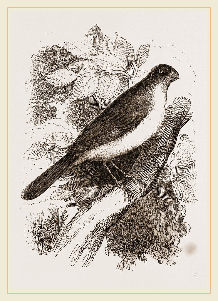 Detail of Blue Bullfinch by Anonymous