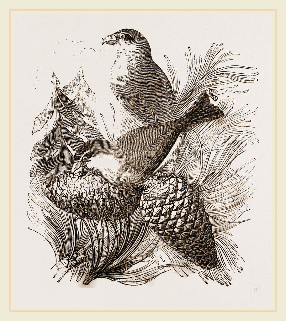 Detail of Crossbills by Anonymous