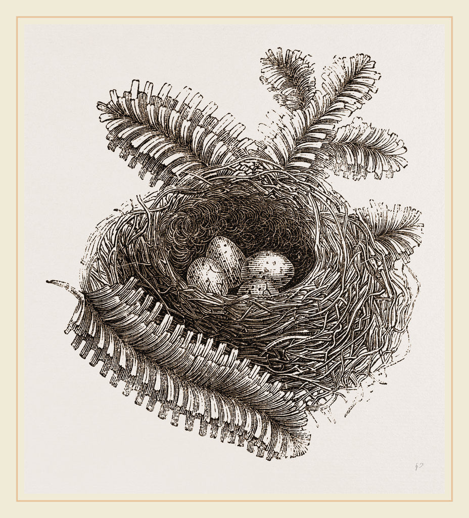 Detail of Nest of Bullfinch by Anonymous