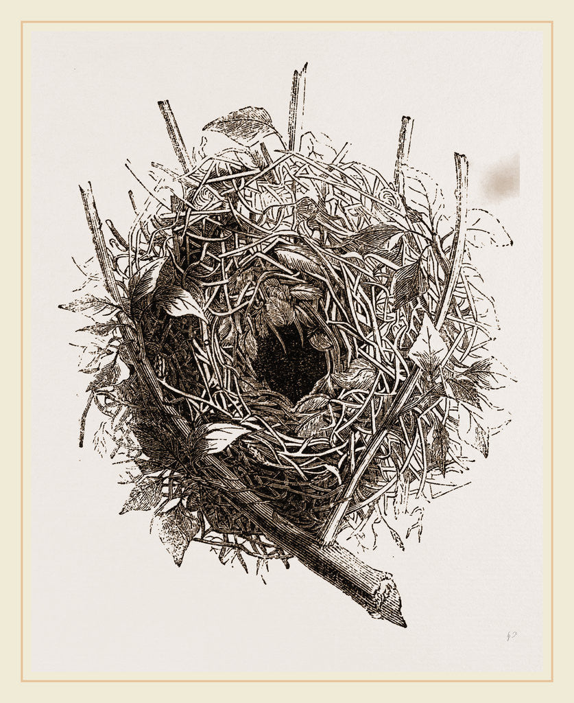 Detail of Nest of HouseSparrow by Anonymous