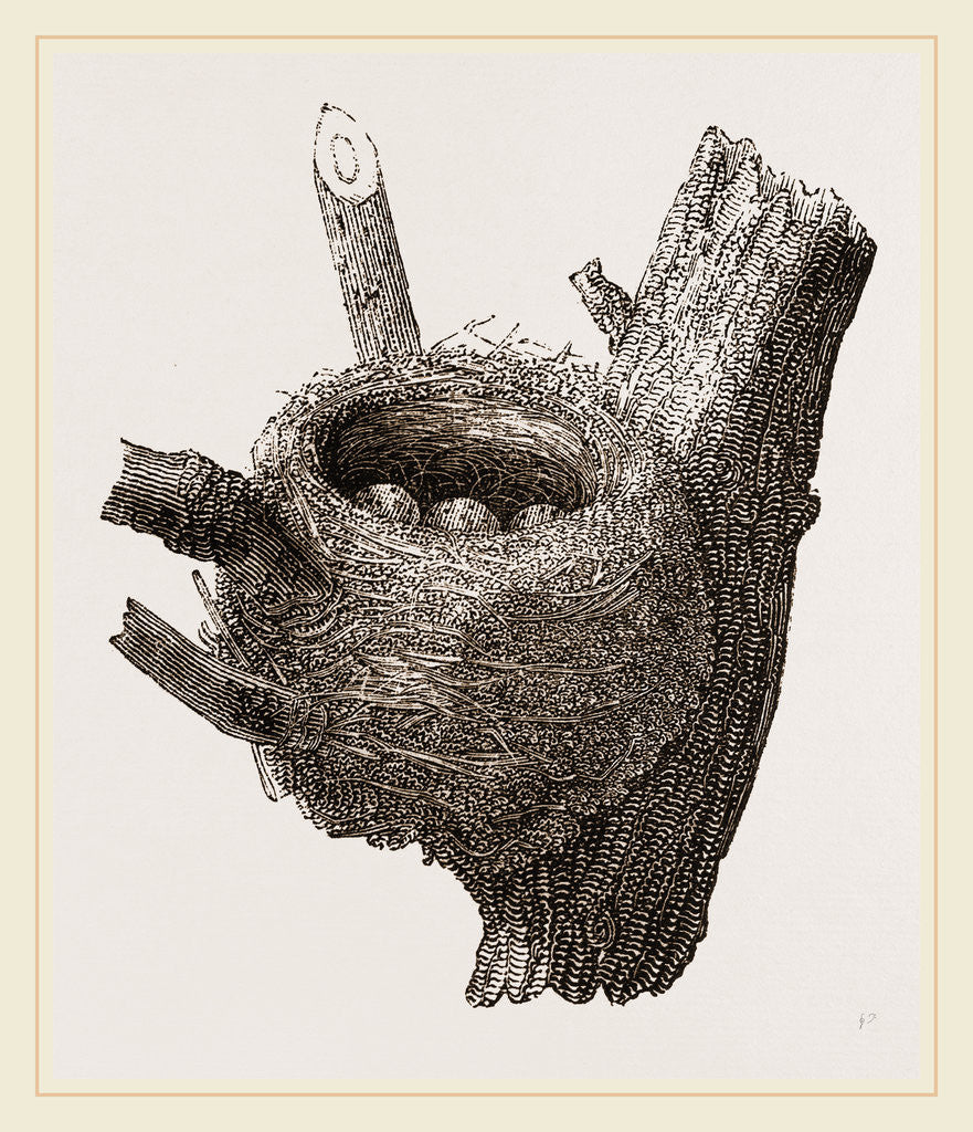 Detail of Nest of Chaffinch by Anonymous