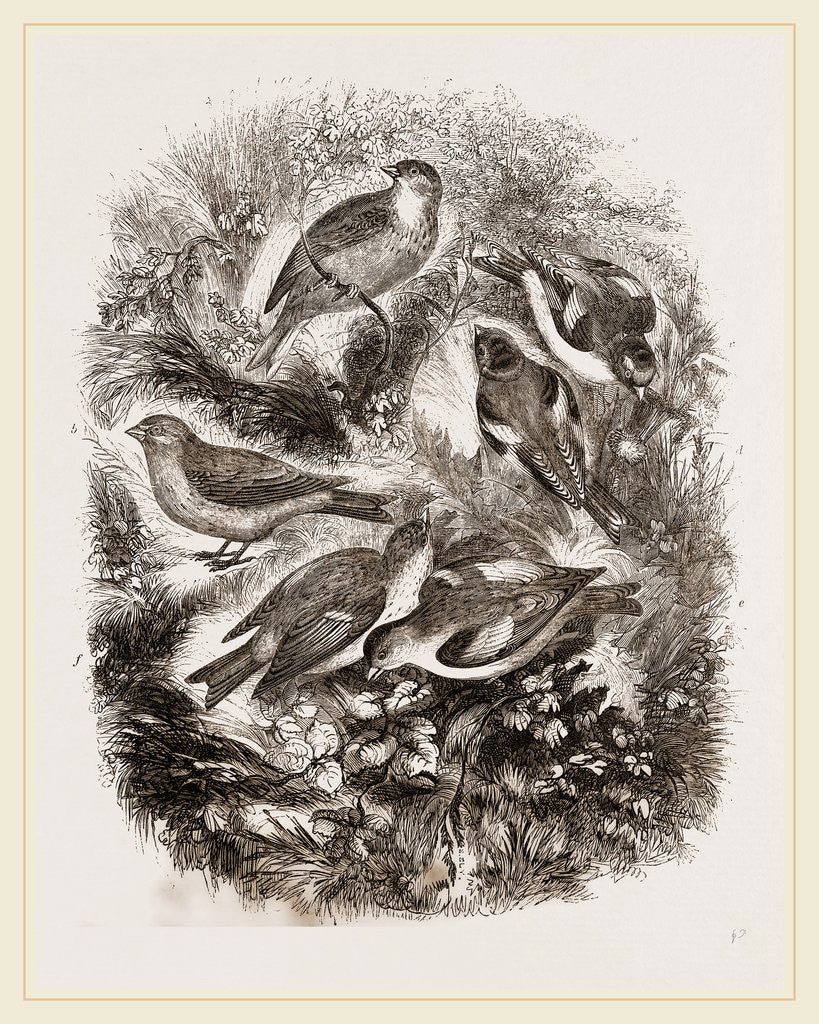 Detail of Group f Finches by Anonymous