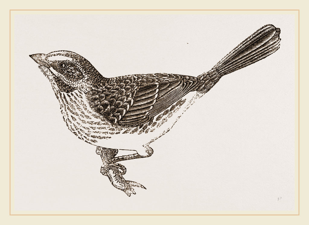 Detail of Song-Sparrow by Anonymous