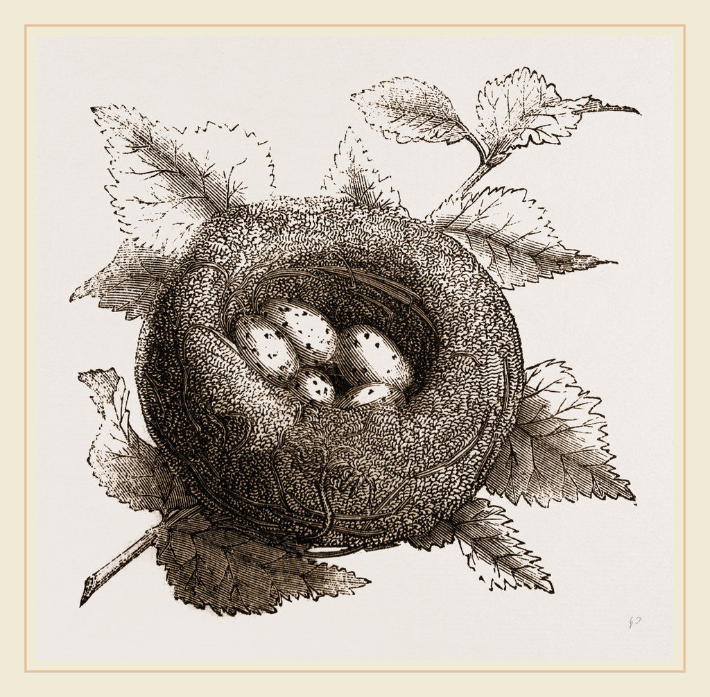 Detail of Nest of Goldfinch by Anonymous