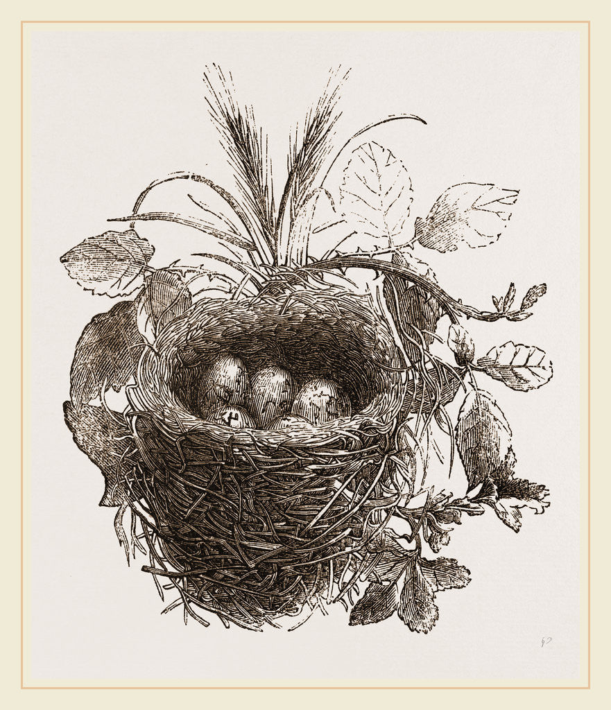 Detail of Nest of Yellow-Hammer by Anonymous