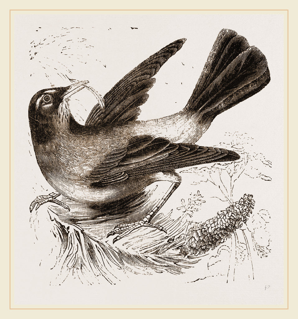 Detail of Scarlet Tanager by Anonymous