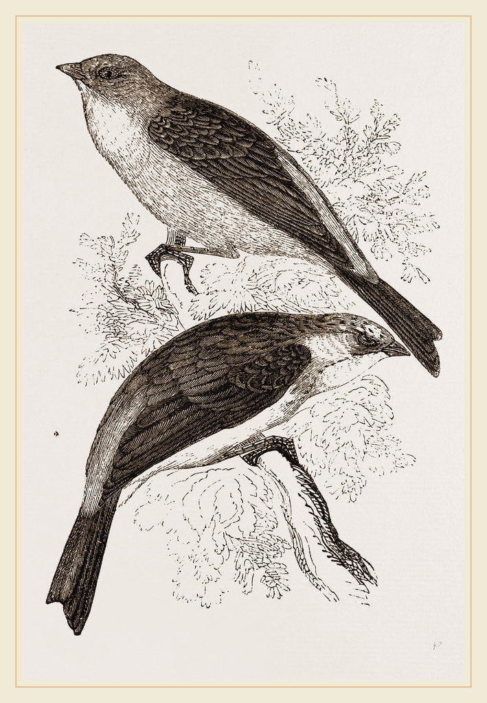 Detail of Ortolans by Anonymous