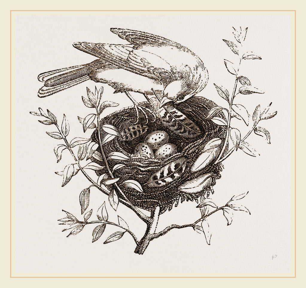 Detail of Canary Finch and Nest by Anonymous