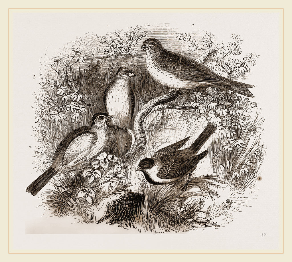 Detail of Group of Buntings by Anonymous