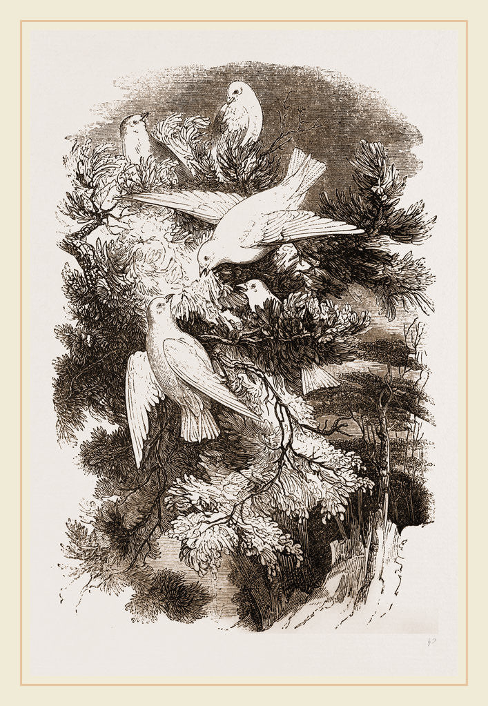 Detail of Snow-Birds by Anonymous