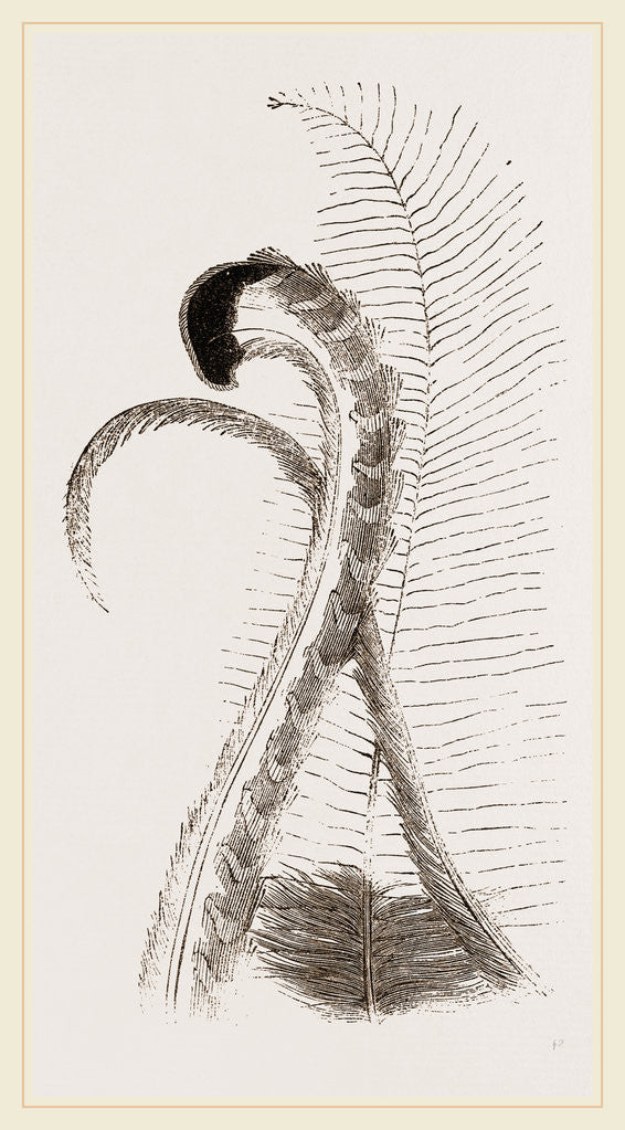 Detail of Tail-feathers of Lyre Bird by Anonymous