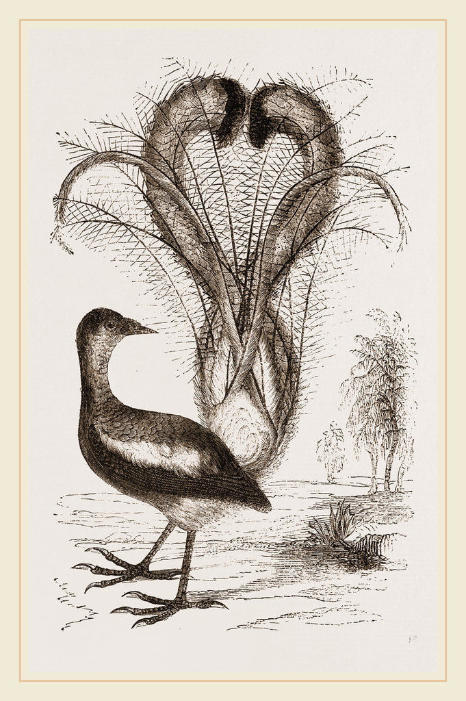 Detail of Lyre-Bird by Anonymous