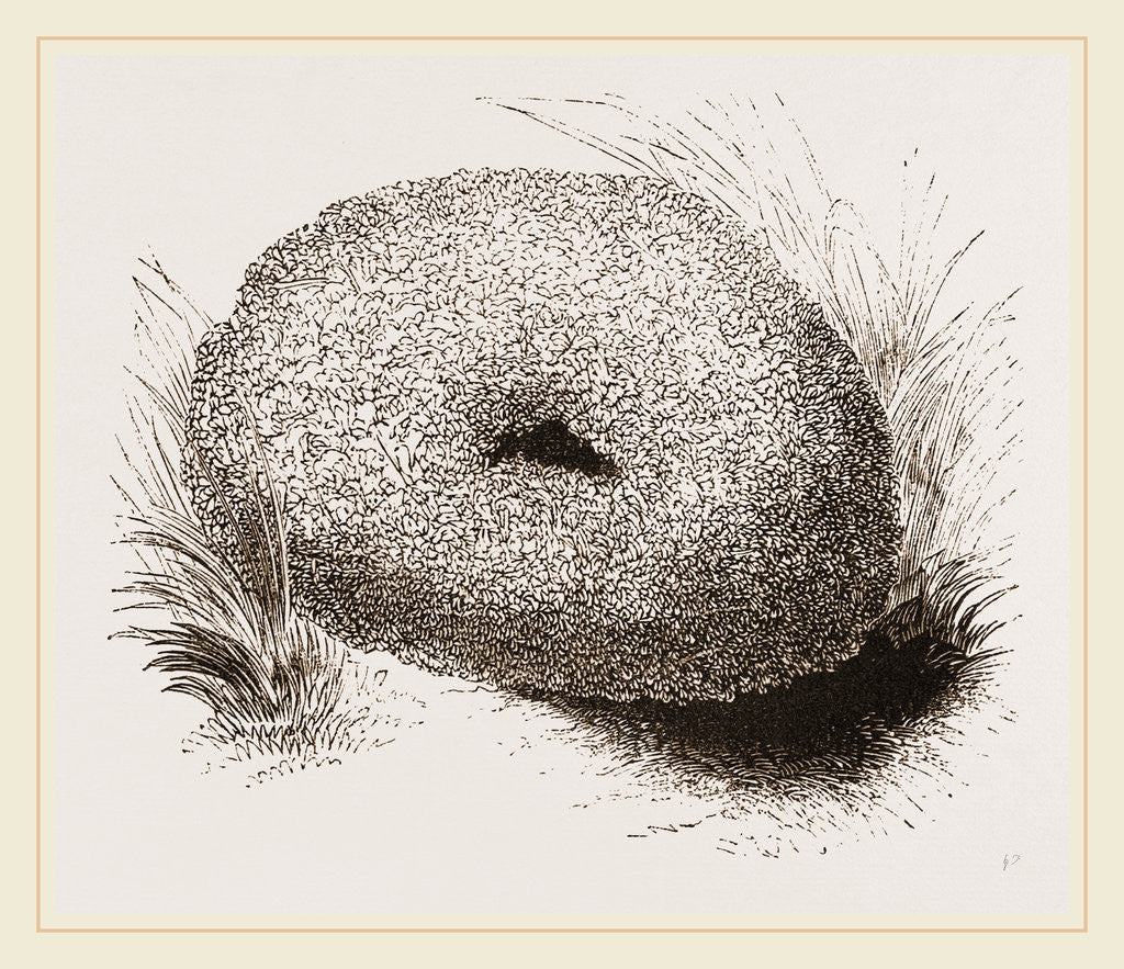 Detail of Nest of WaterOuzel by Anonymous