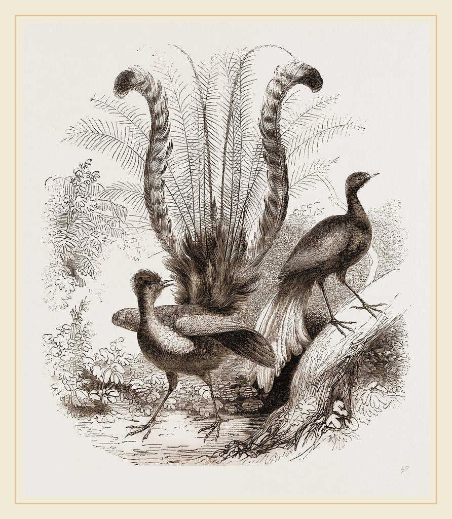 Detail of Lyre-Birds by Anonymous