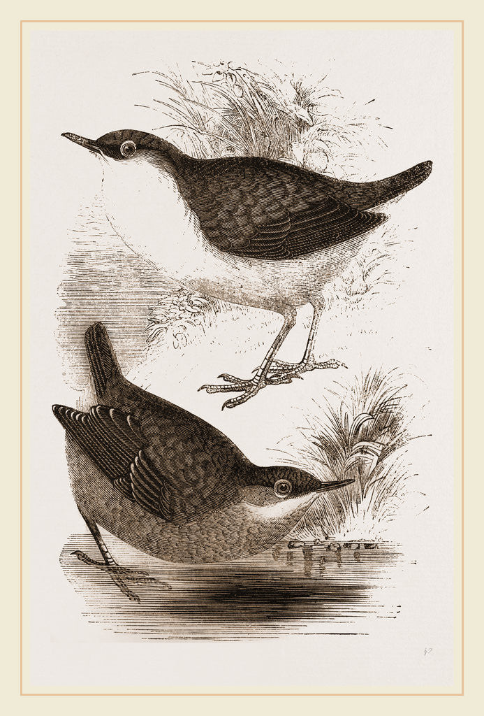 Detail of Water-Ouzels by Anonymous
