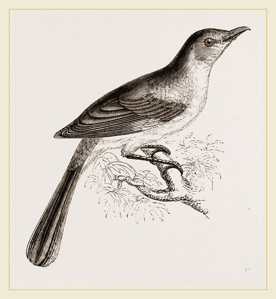Detail of Mocking Bird by Anonymous
