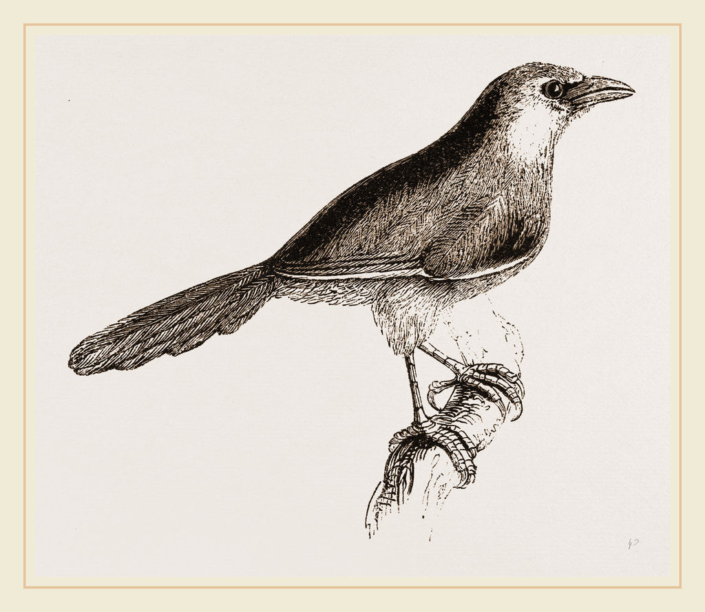 Detail of Chestnut-capped Timalia by Anonymous