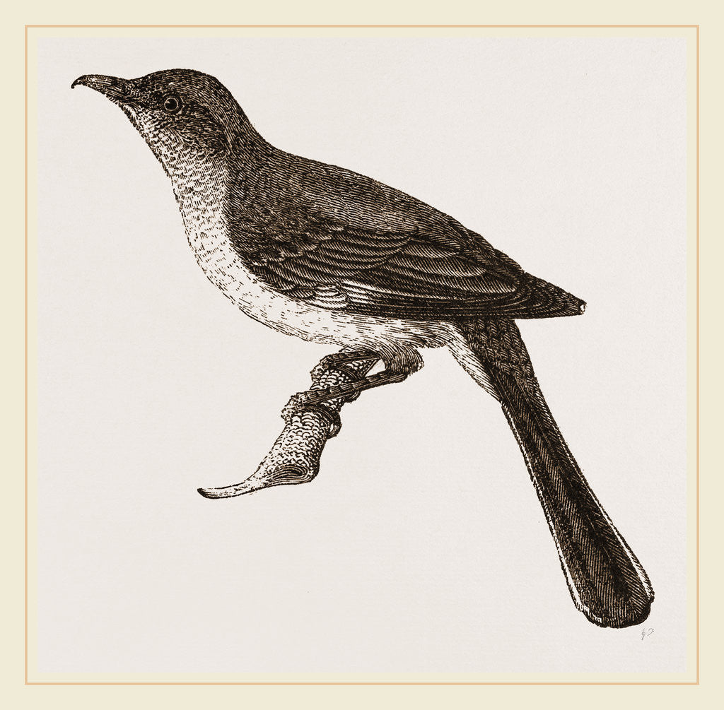 Detail of Mocking-Bird by Anonymous
