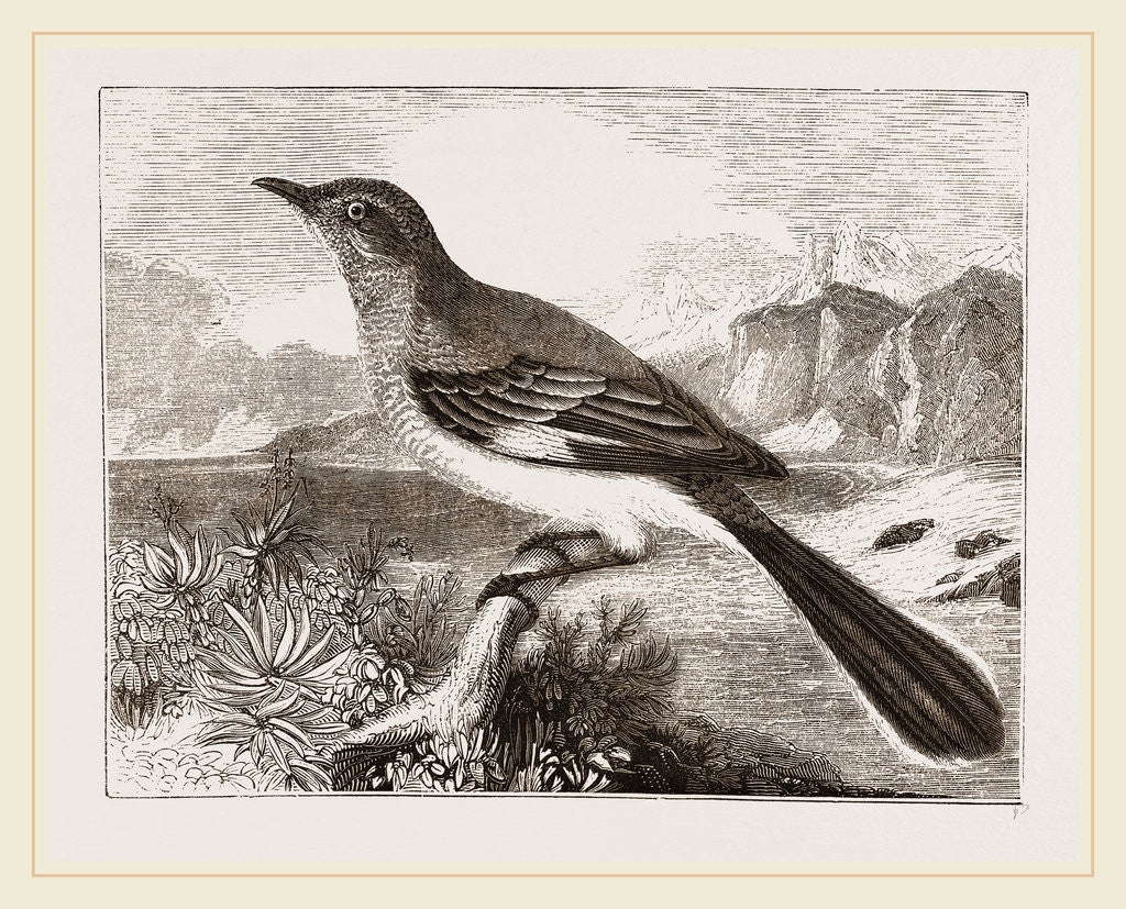 Detail of Mocking Bird by Anonymous
