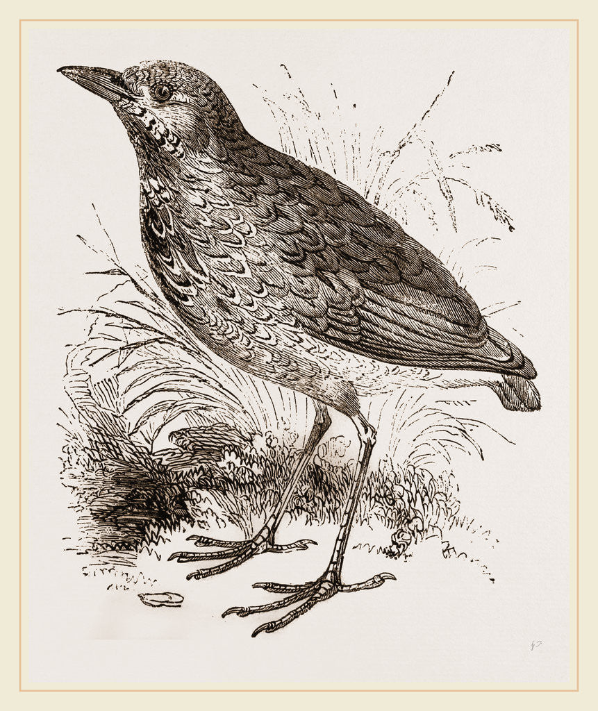 Detail of King-Thrush by Anonymous