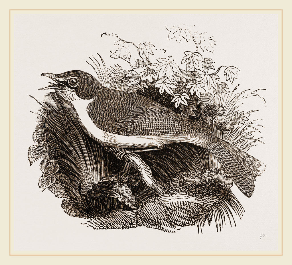 Detail of Mocking-Bird by Anonymous
