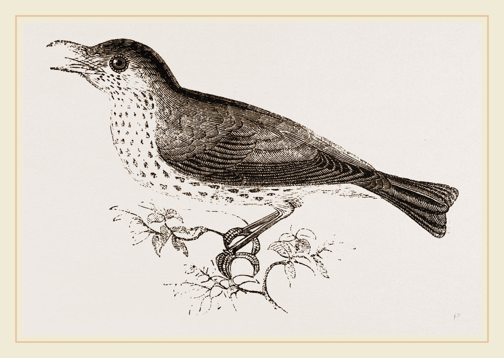 Detail of Wood-Thrush by Anonymous