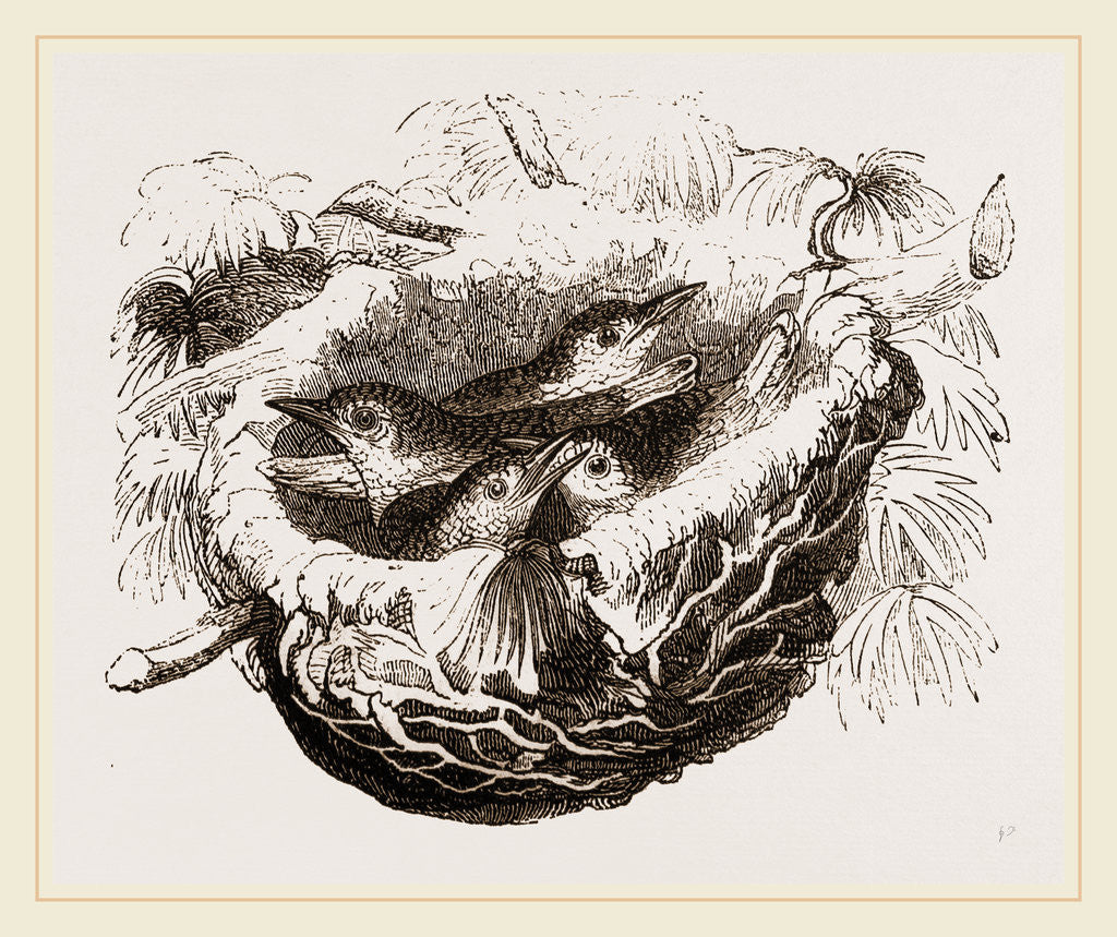 Detail of Nest of Golden Oriole by Anonymous