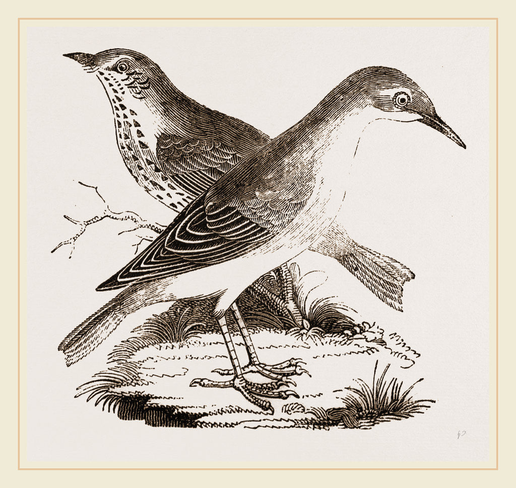Detail of Hermit-Thrush by Anonymous