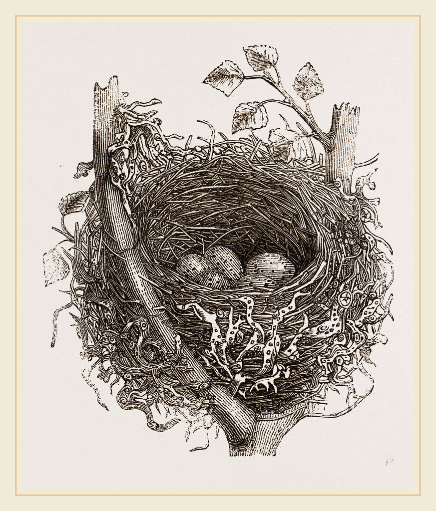 Detail of Nest of Mistle Thrush by Anonymous