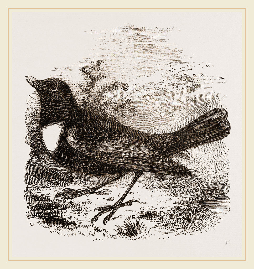 Detail of Ring Ouzel by Anonymous