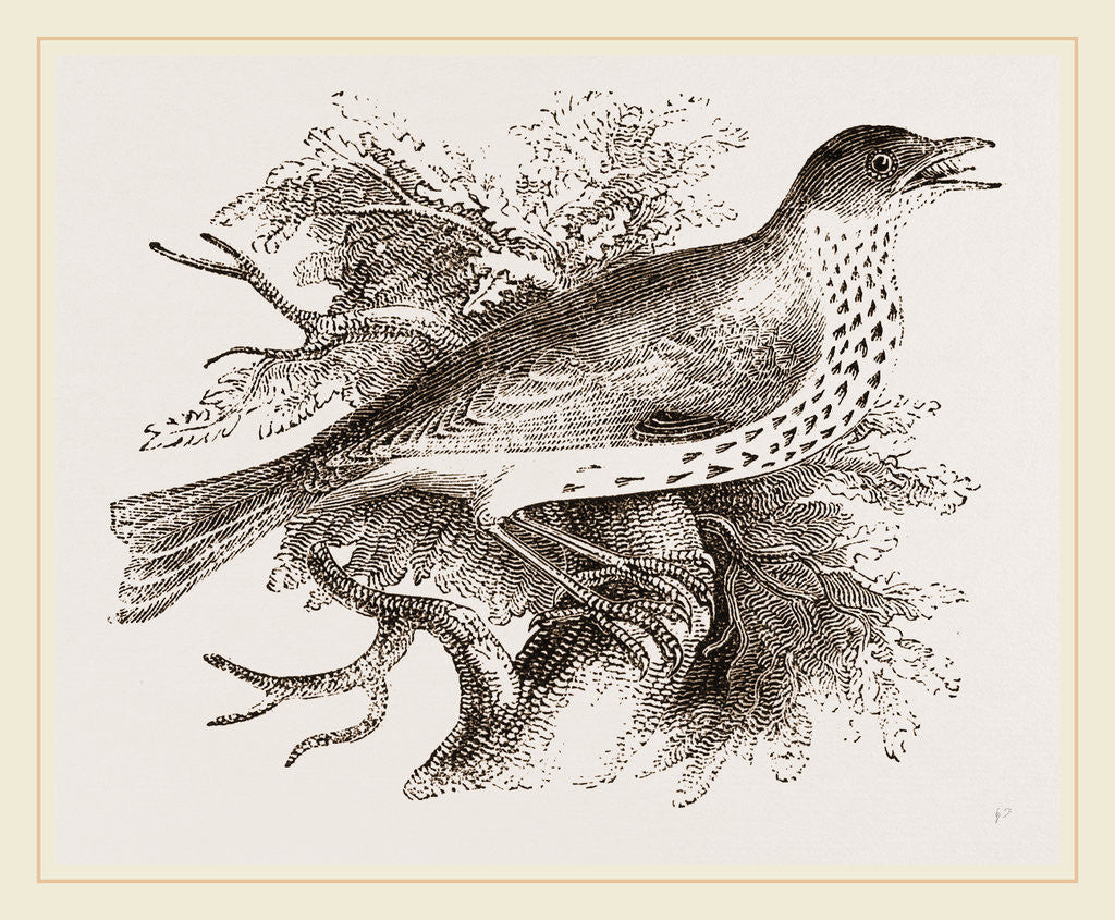 Detail of Wood-Thrush by Anonymous