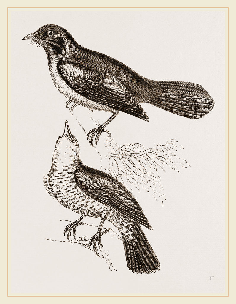 Detail of Red-breasted Thrushes by Anonymous