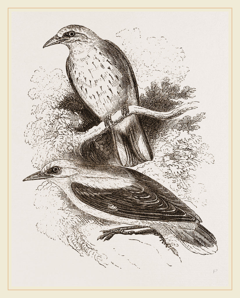 Detail of Golden Orioles by Anonymous